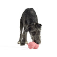 Load image into Gallery viewer, Hund spielt mit rosa Schweinchen-Spielzeug aus Latex