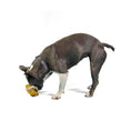Load image into Gallery viewer, Hund spielt mit Hundespielzeug aus Naturlatex – leicht zu reinigen
