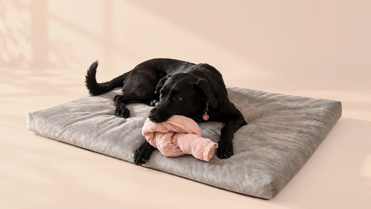 Mentale Beschäftigung für Hunde – Ideen bei schlechtem Wetter