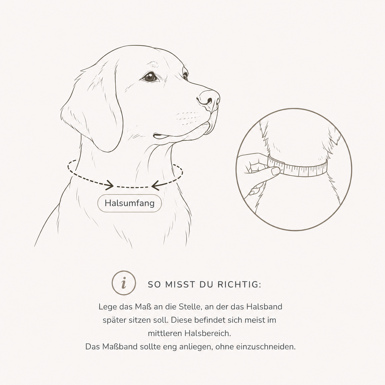 Größenberatung und Messanleitung für Leder-Hundehalsband – Halsband aus italienischem Echtleder