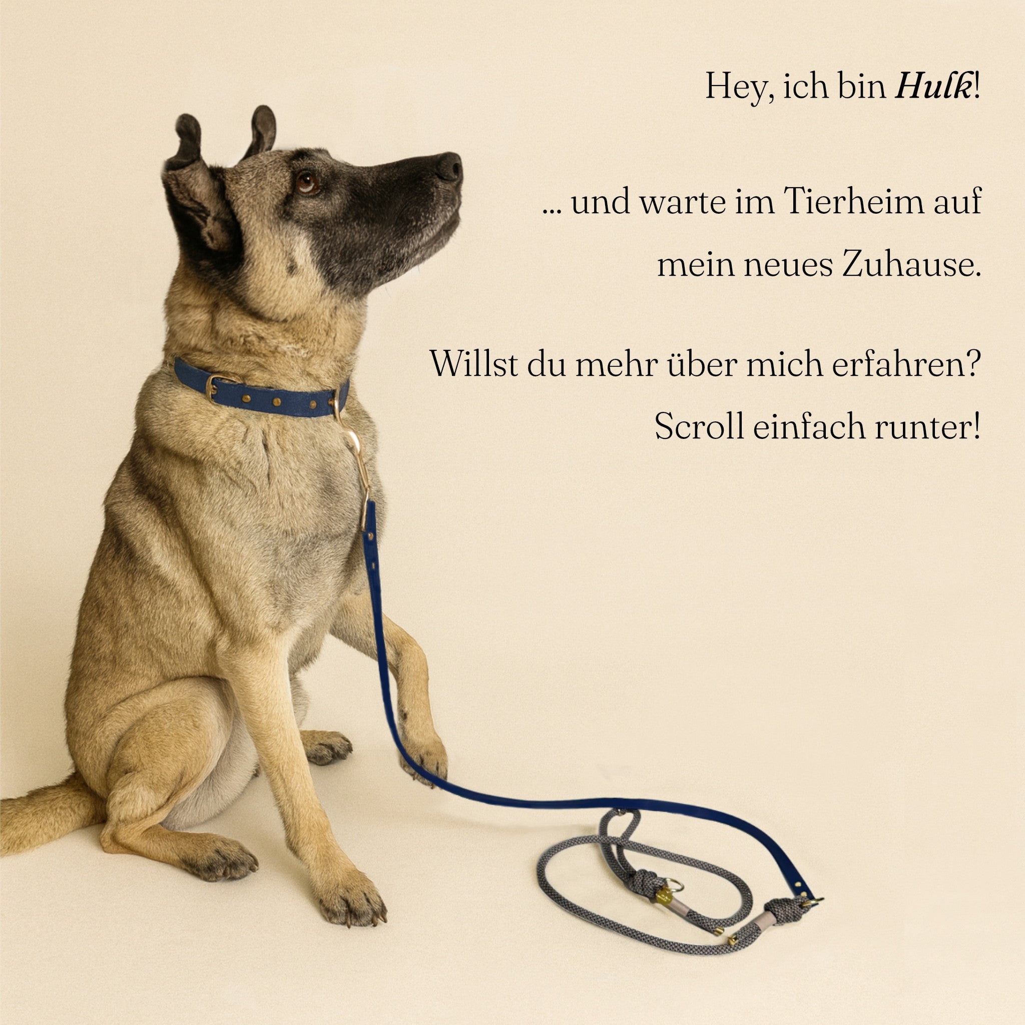 Hund mit Freihandleine Minuit – umhängbare Leine für freien Komfort.