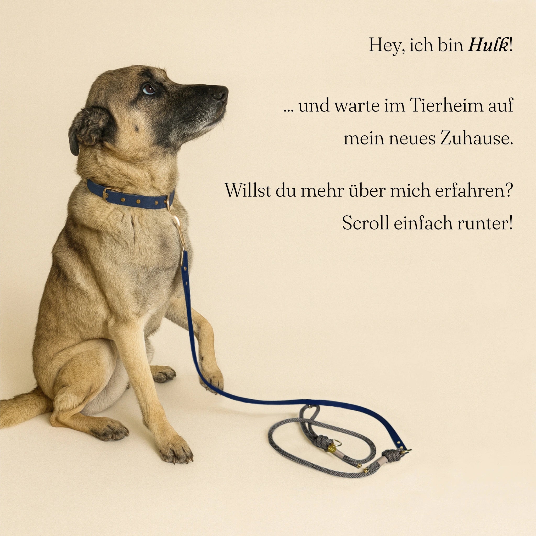 Hund mit Freihandleine Minuit – umhängbare Leine für freien Komfort.