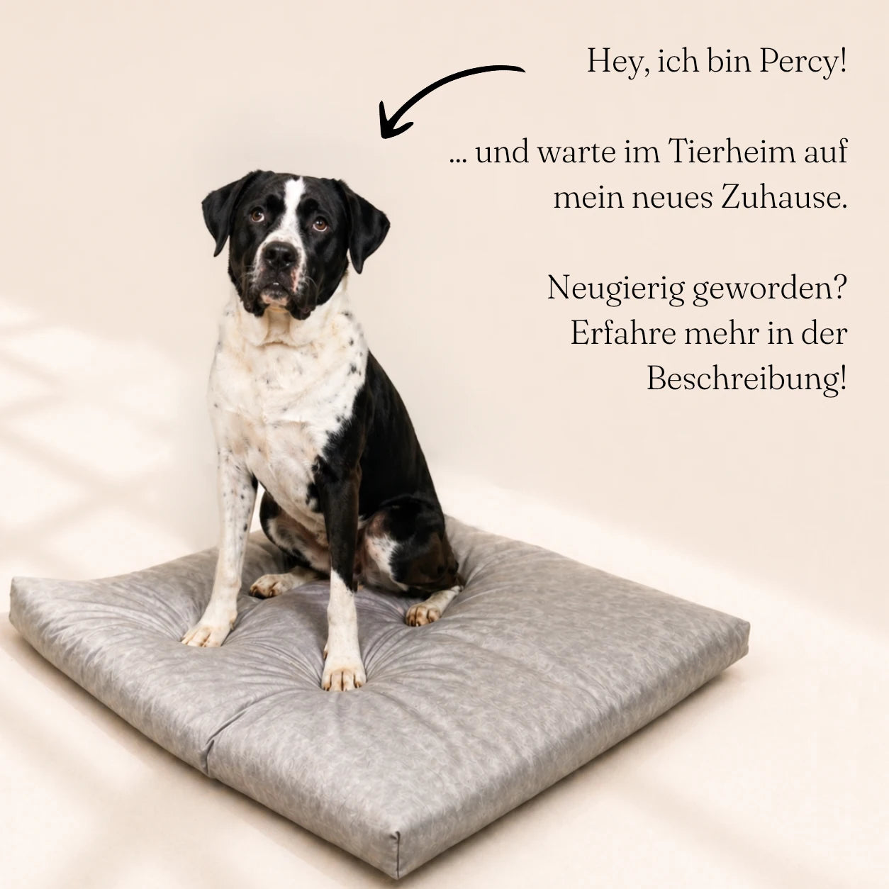 Tierheimhund sitzt auf wasserabweisendem Liegeplatz für Hunde
