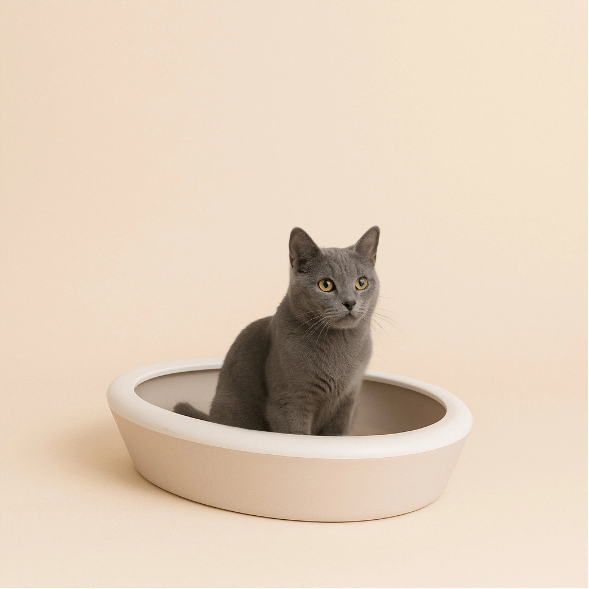 Katze in dem Design-Katzenklo  in grau – modernes Set mit Schaufel & Halter.