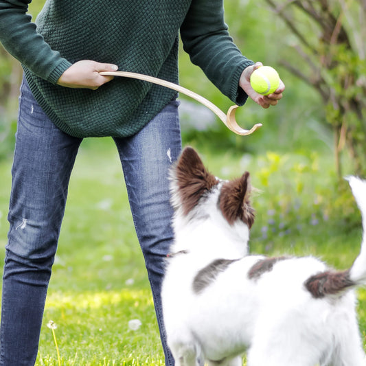 Hund beim Apportierspiel mit Ballschleude