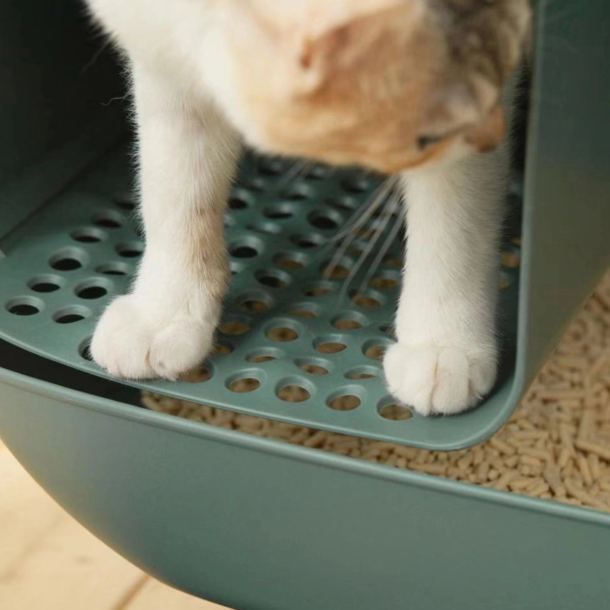 Nahaufnahme Gitter-Ausstieg des Designer-Katzenklo in Grün mit Katze.