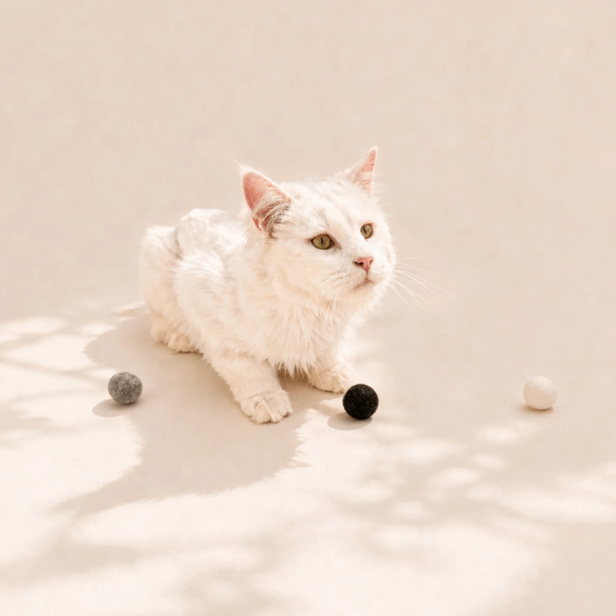 Katze spielt mit drei handgefilzten Wollbälle in Weiß, Hellgrau und Dunkelgrau – nachhaltiges, natürliches Katzenspielzeug aus Lettland.“