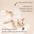 Load image into Gallery viewer, Tierheim-Katze spielt mit Fünf handgefilzten Wollbälle in Weiß, Hellgrau und Dunkelgrau – nachhaltiges, natürliches Katzenspielzeug aus Lettland.“
