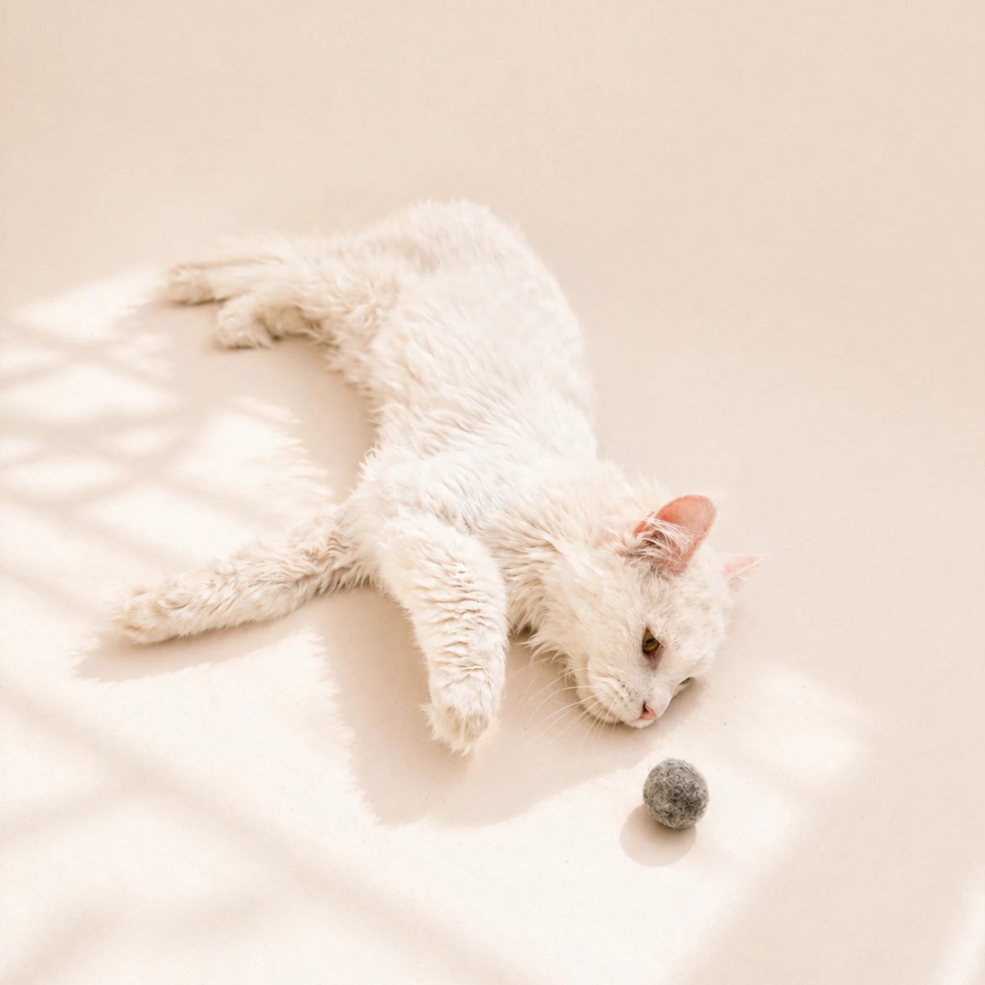 Katze liegt mit einem handgefilzten Wollball in Hellgrau und – nachhaltiges, natürliches Katzenspielzeug aus Lettland.“
