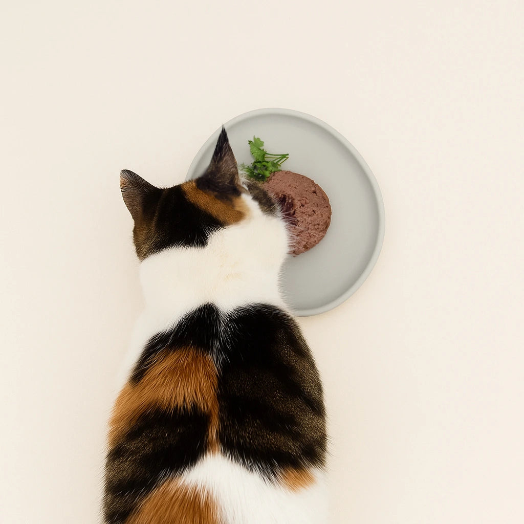 Katze frisst aus flachem Futternapf – Whisker Stress verhindert