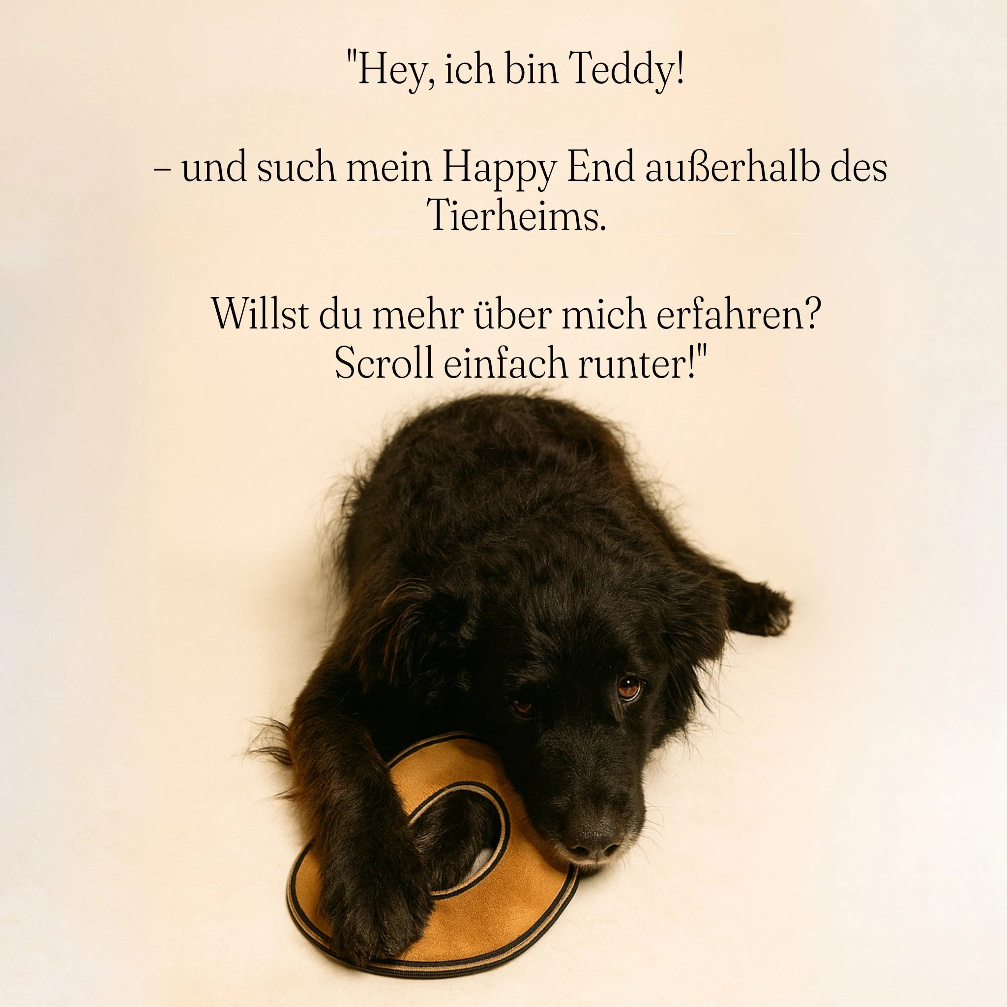 Tierheimhund mit Hundefrisbee