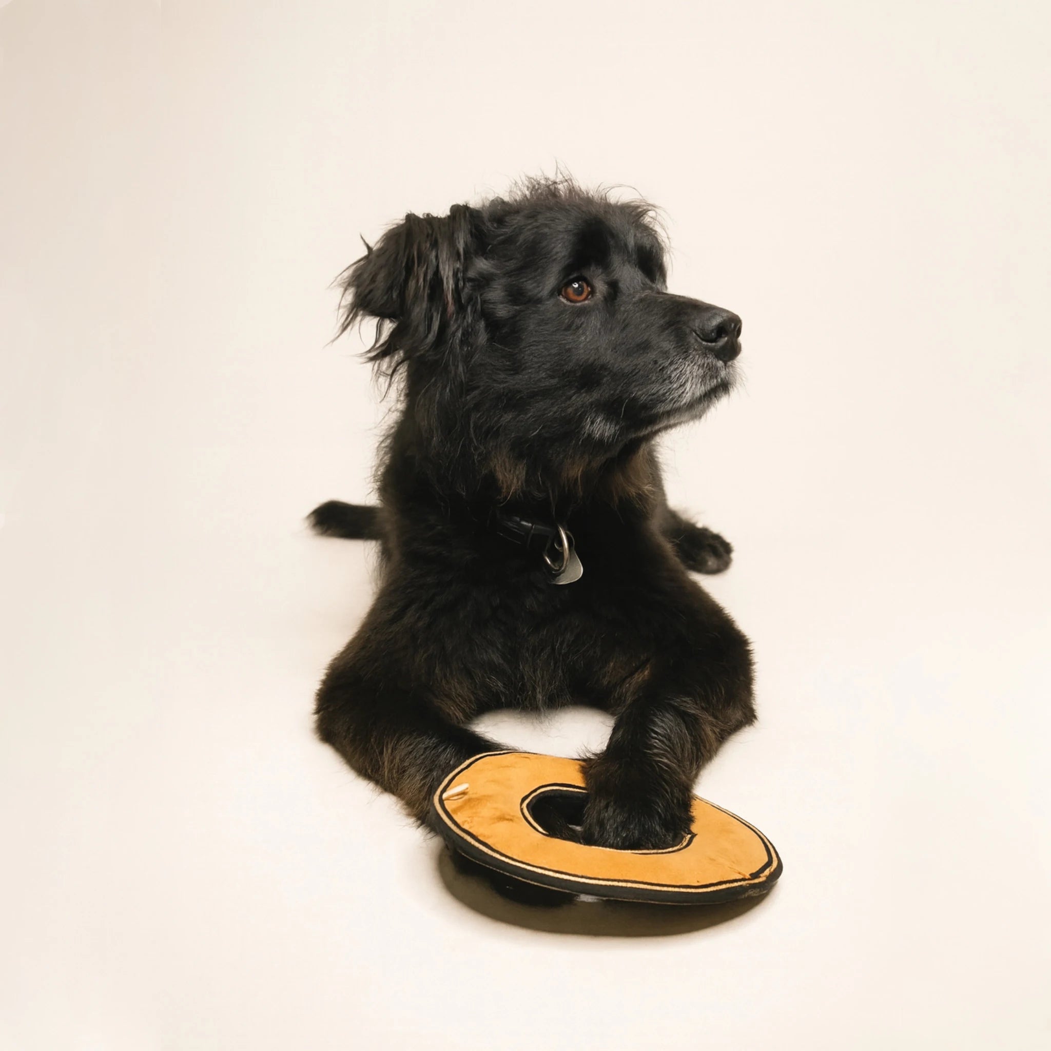 Hund spielt mit Frisbee mit Mittelöffnung