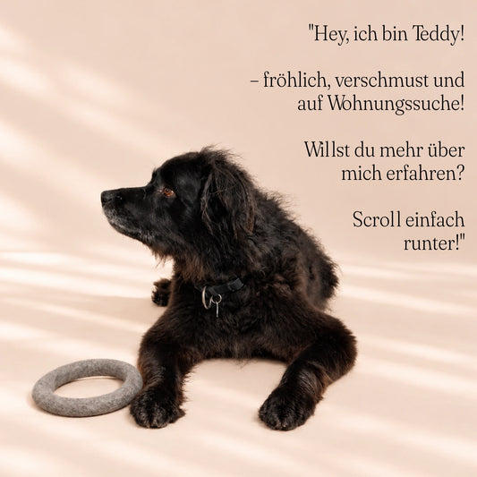 Hundefrisbee aus Wolle – Wurfspielzeug zum Apportieren