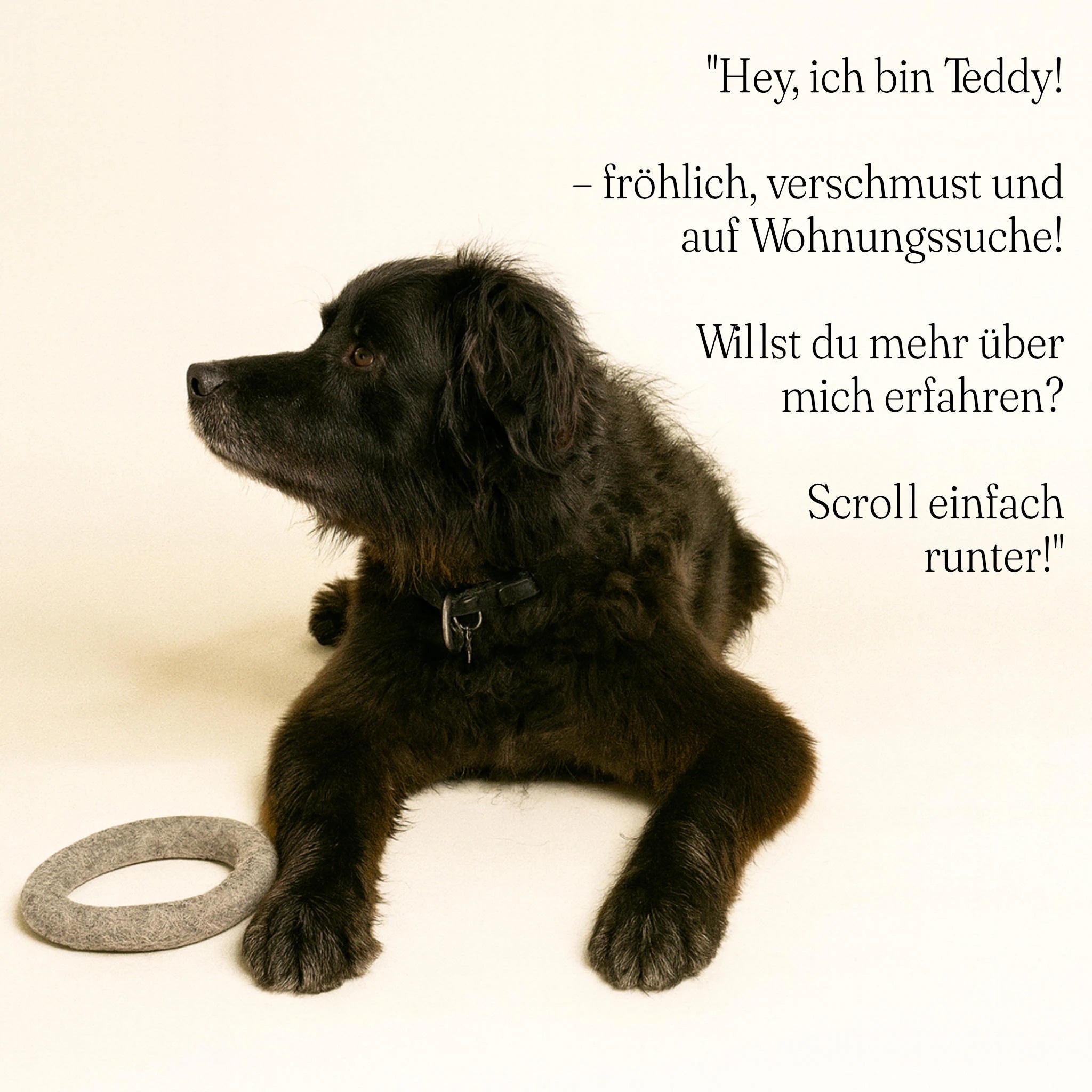 Mit Hund: Interaktives Wurfspiel mit Wollring im Freien