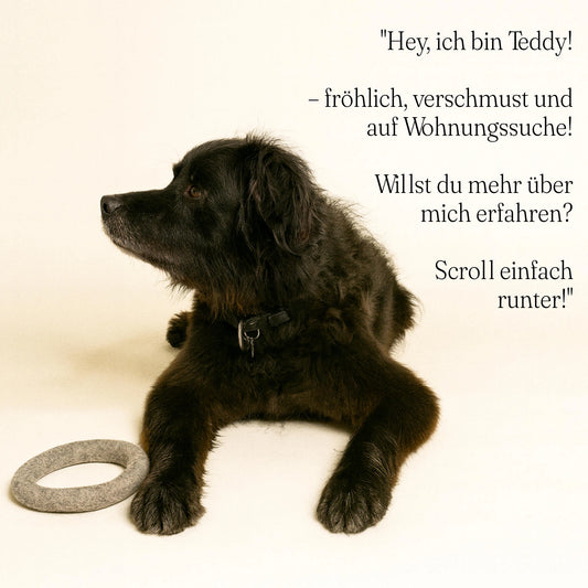 Mit Hund: Interaktives Wurfspiel mit Wollring im Freien