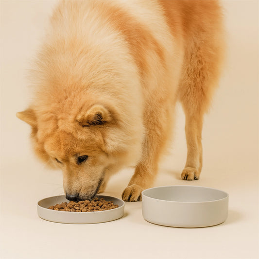 Deckel als separate Futterschale neben dem Silikonnapf genutzt.