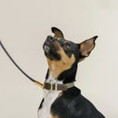 Hund mit GULA Halsband in Grün, getragenes Produktfoto