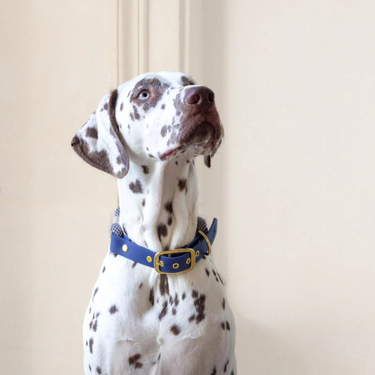 Hund trägt Halsband Minuit – stilvolles Tau-Biothane-Design.