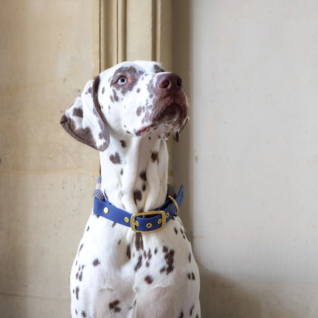 Hund trägt Halsband Minuit – stilvolles Tau-Biothane-Design.