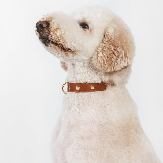 Hund trägt Lederhalsband – eleganter Look in Cognac.