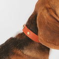 Bild in Galerie-Betrachter laden, Hund trägt Lederhalsband in orange – goldene Details & hochwertiges Design.
