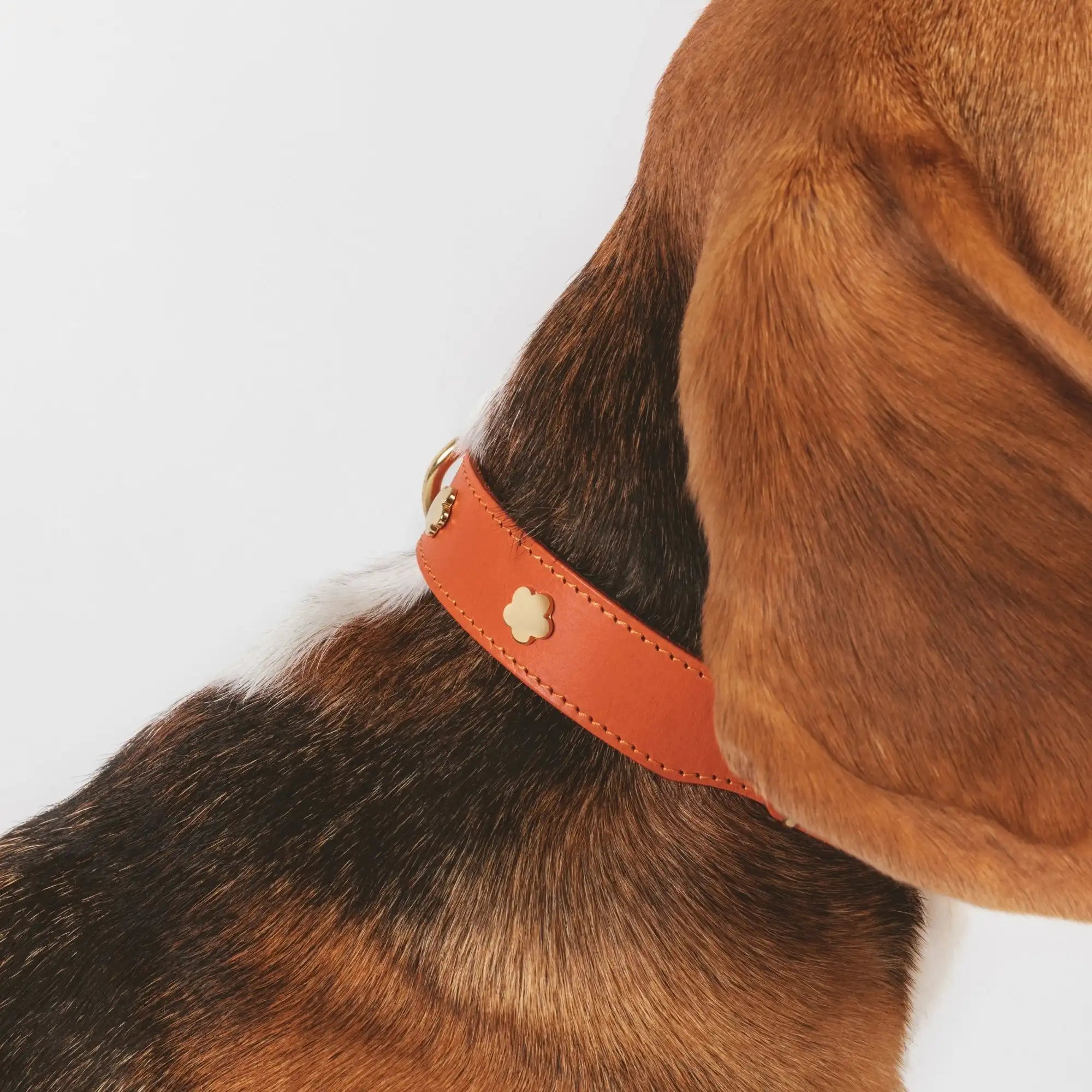Hund trägt Lederhalsband in orange – goldene Details & hochwertiges Design.