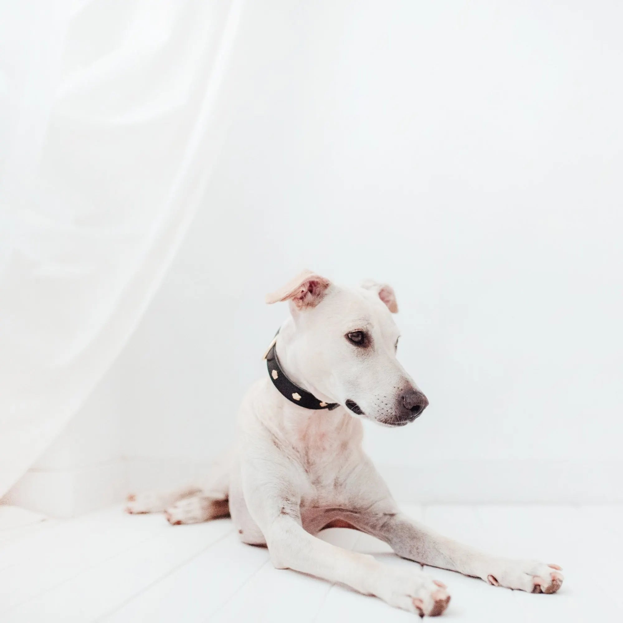 Hund trägt Lederhalsband – eleganter Look in schwarz.