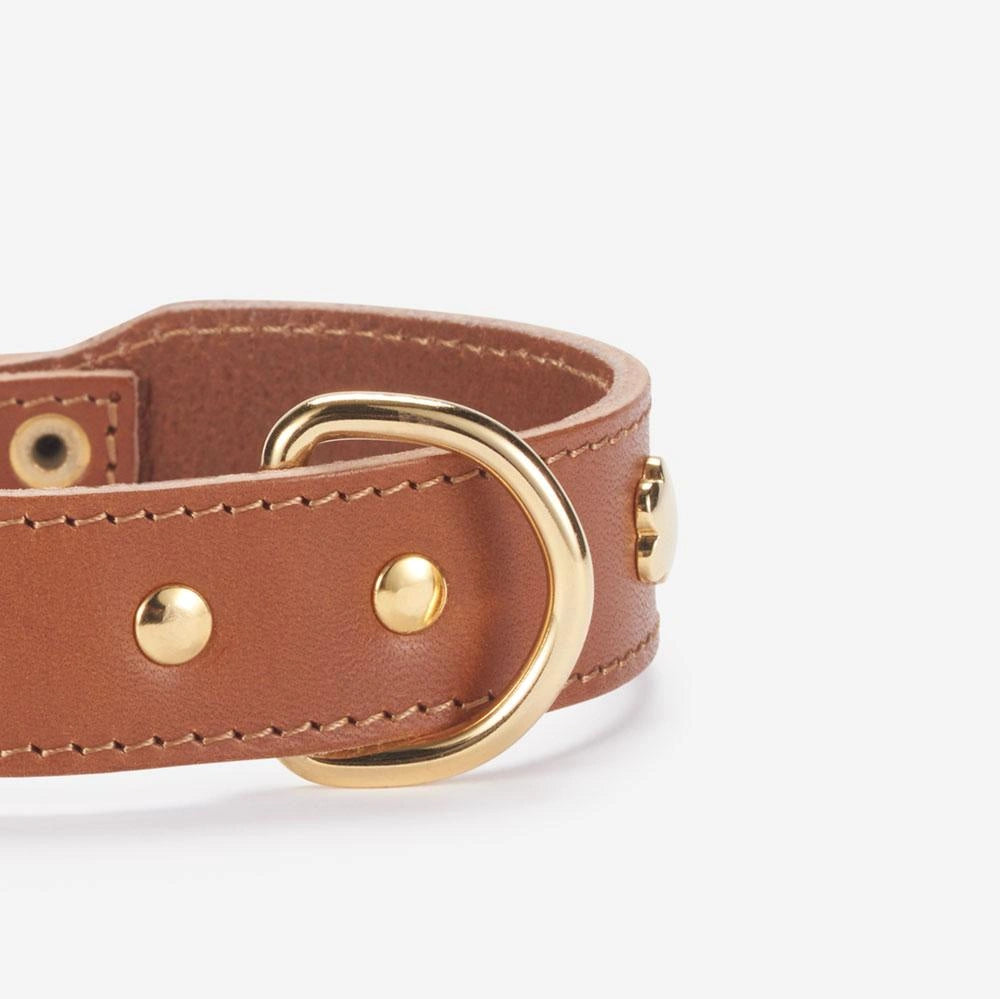 Detail goldener Nieten – hochwertiges Lederhalsband.
