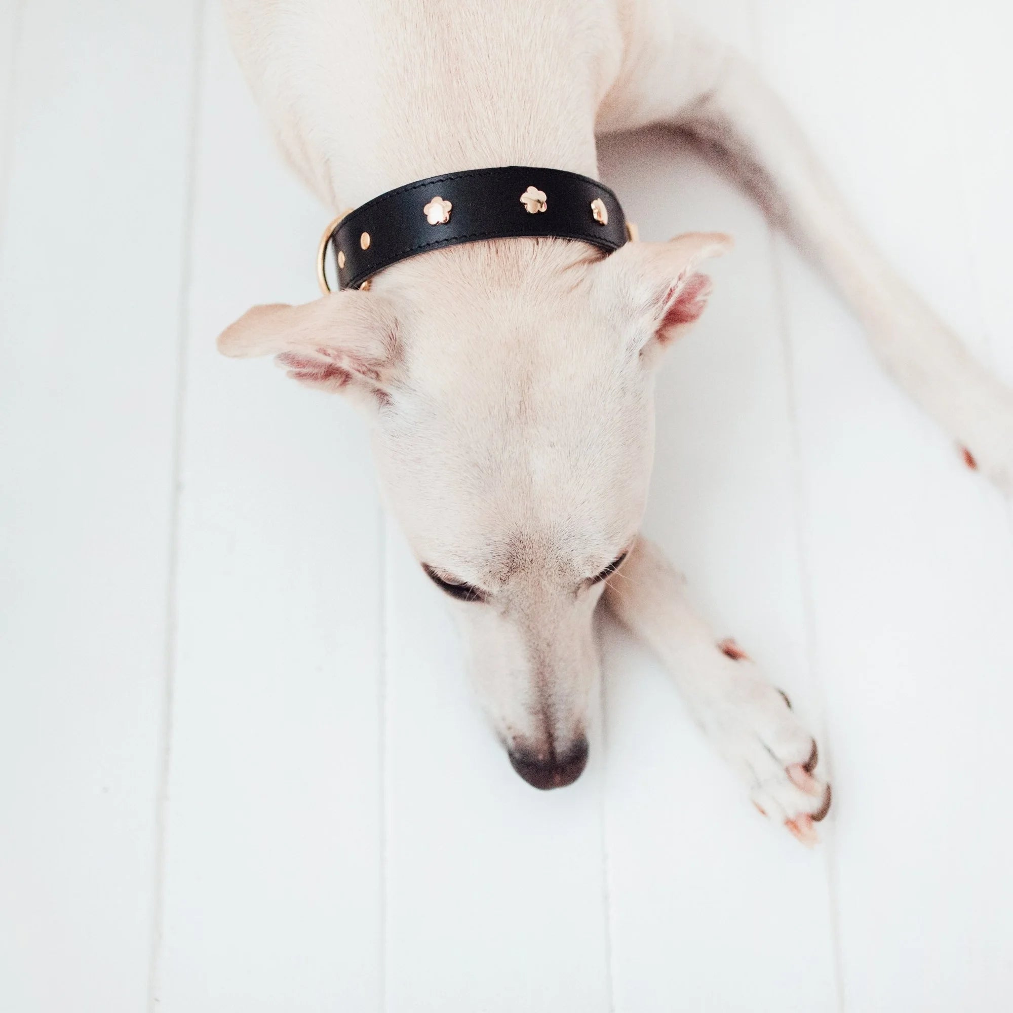 Hund trägt Lederhalsband – eleganter Look in schwarz. Blick von oben.