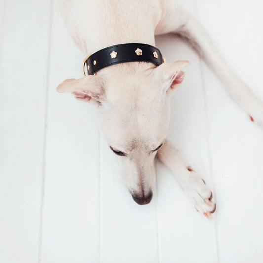 Hund trägt Lederhalsband – eleganter Look in schwarz. Blick von oben.