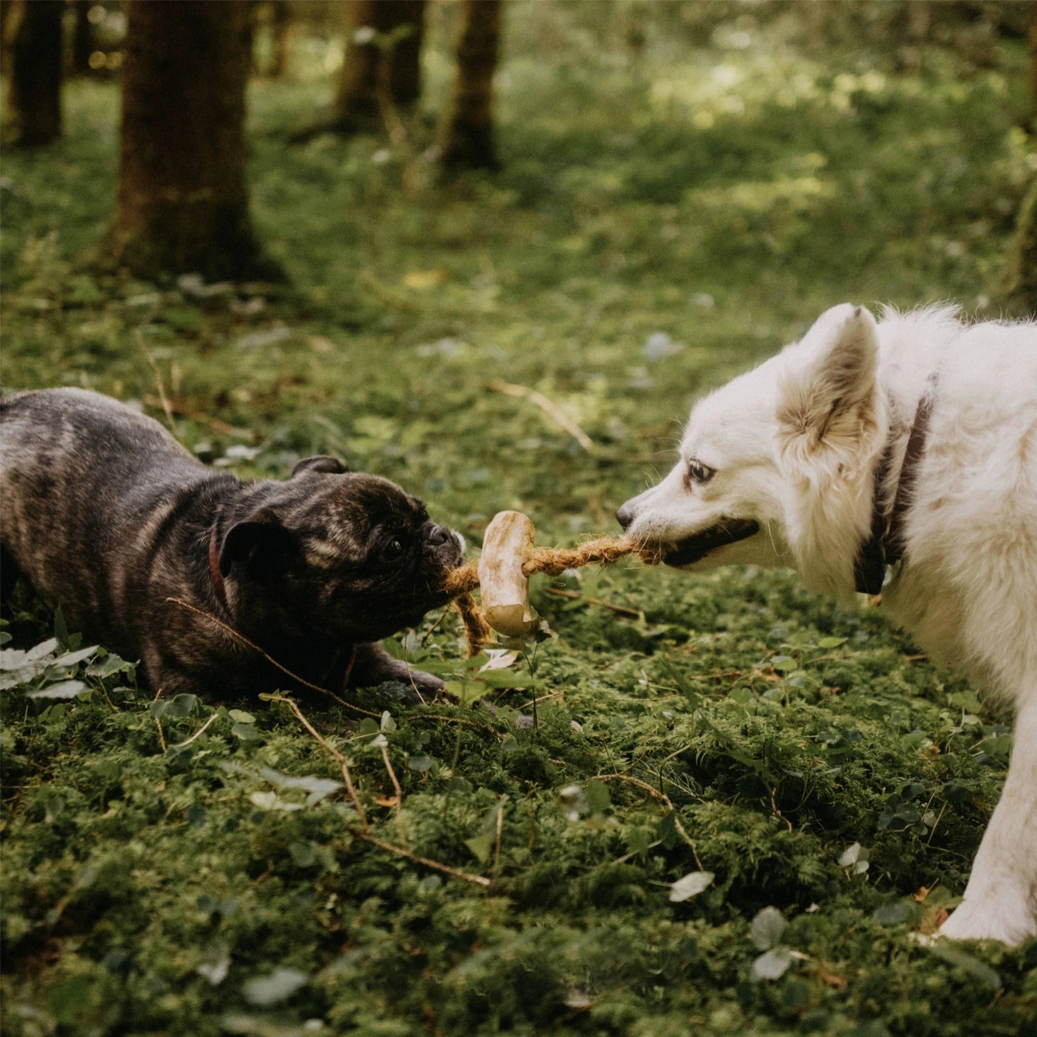 Interaktives Spiel mit Holz-Seil-Kauspielzeug