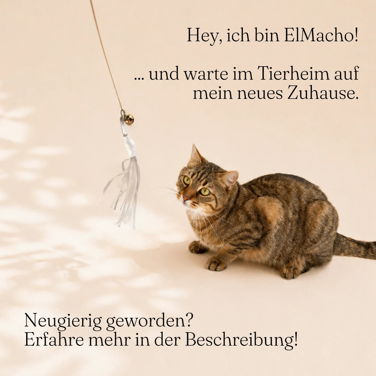 Tierheim-Katze spielt mit Katzenangel mit Holzgriff, flexiblem Metalldraht und feinen Bändern – handgefertigtes Katzenspielzeug aus natürlichen Materialien, nachhaltig produziert.