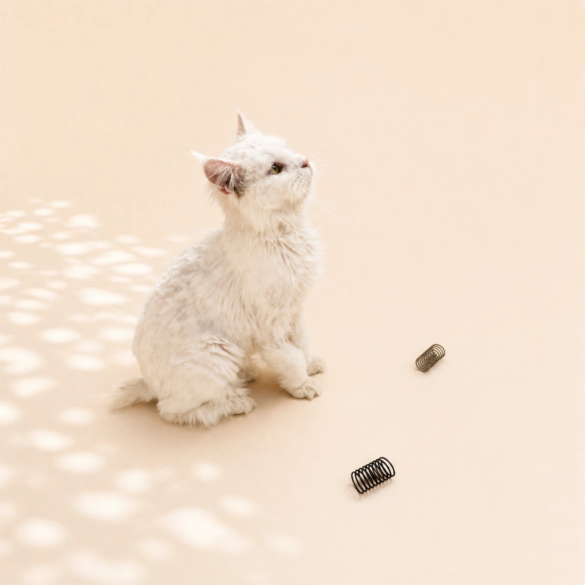Katze spielt mit Drei Katzenspiralen in Grau und Schwarz – langlebiges, geräuscharmes Katzenspielzeug aus Frankreich im minimalistischen Design.