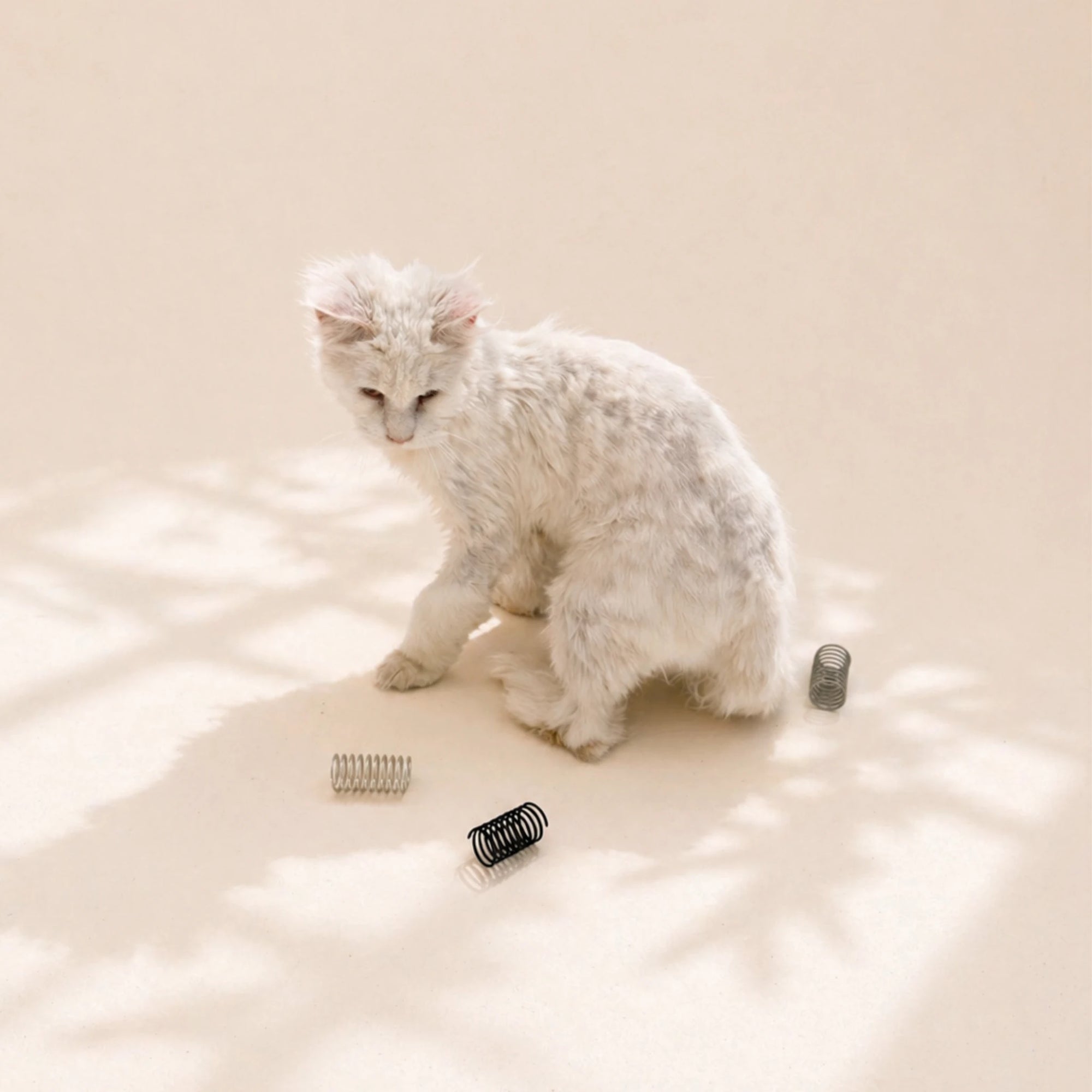 Katze spielt mit Drei Katzenspiralen in Grau und Schwarz – langlebiges, geräuscharmes Katzenspielzeug aus Frankreich im minimalistischen Design.