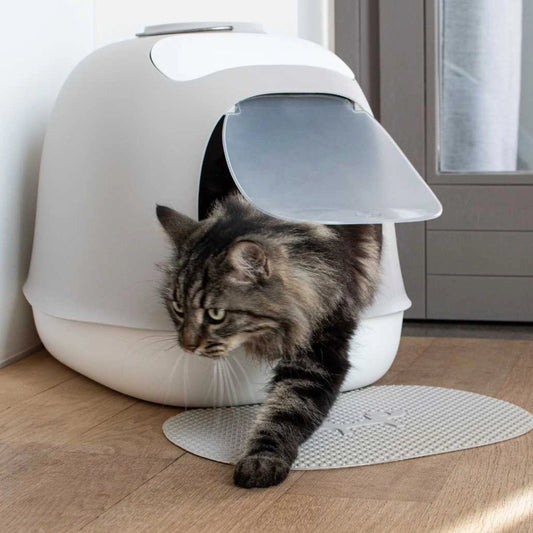 Katze inspiziert die Design-Katzentoilette ‚Minù‘ in Grau/Weiß – elegante und pflegeleichte Katzentoilette.