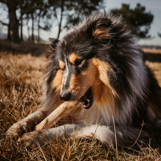Hund kaut auf koffeinfreiem Kaffeeholz-Kaustab