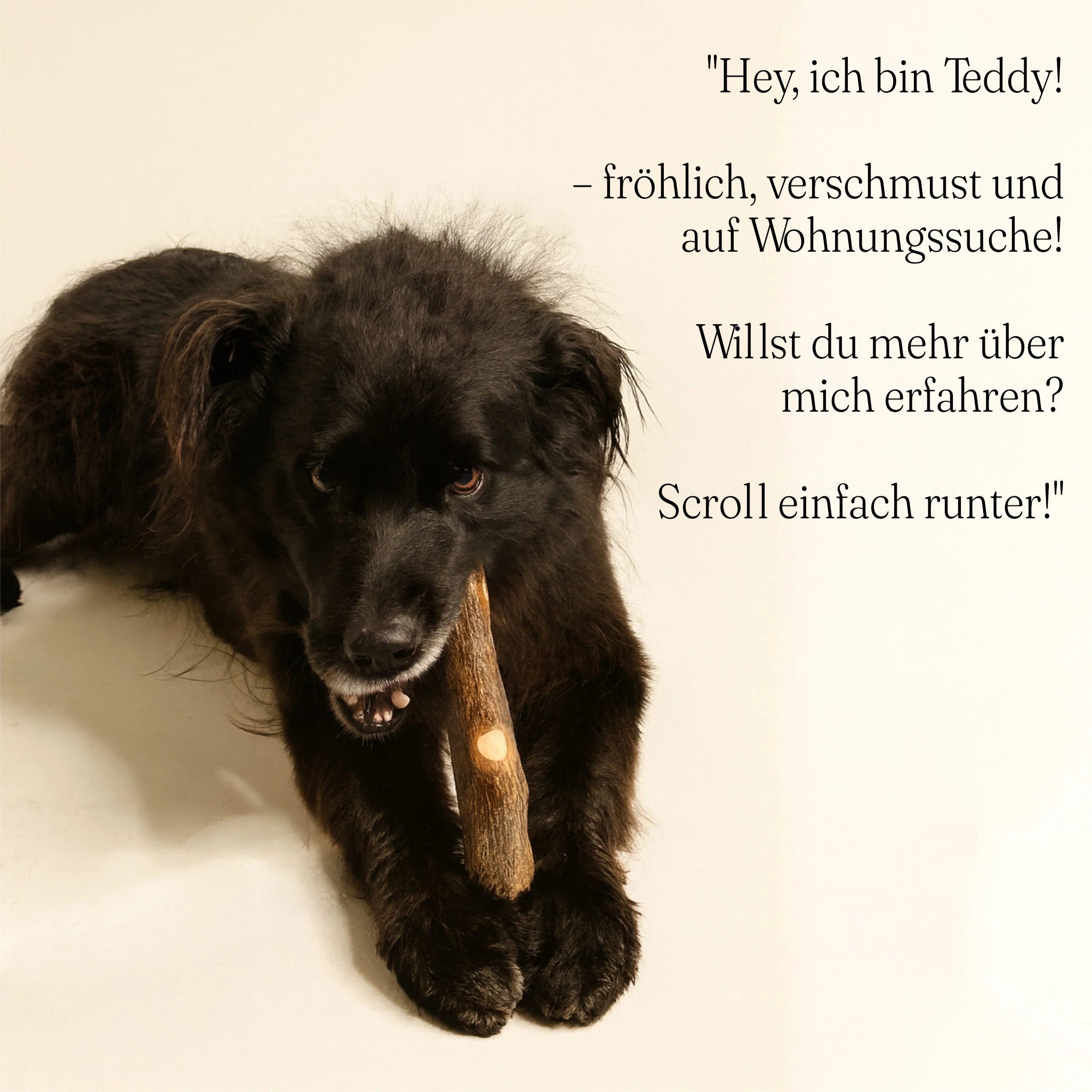 Kaustab aus Olivenholz - Natürliches Kauspielzeug