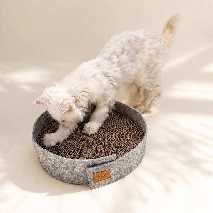 Katze kratz auf Kratzbrett mir Filz und Metabi
