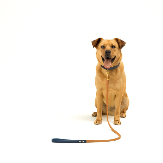 Hund mit angelegter Lederleine bei einem Spaziergang