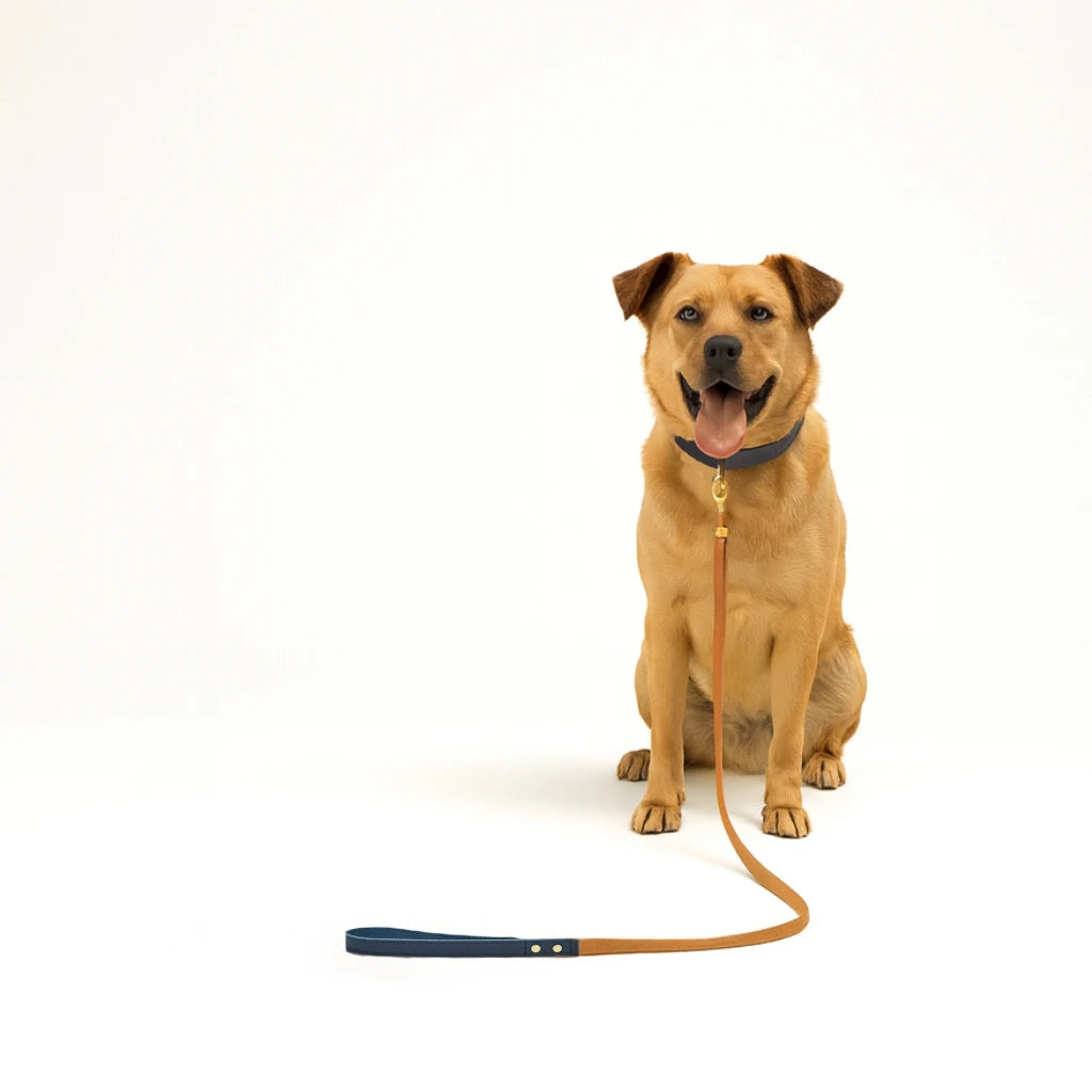 Hund mit angelegter Lederleine bei einem Spaziergang