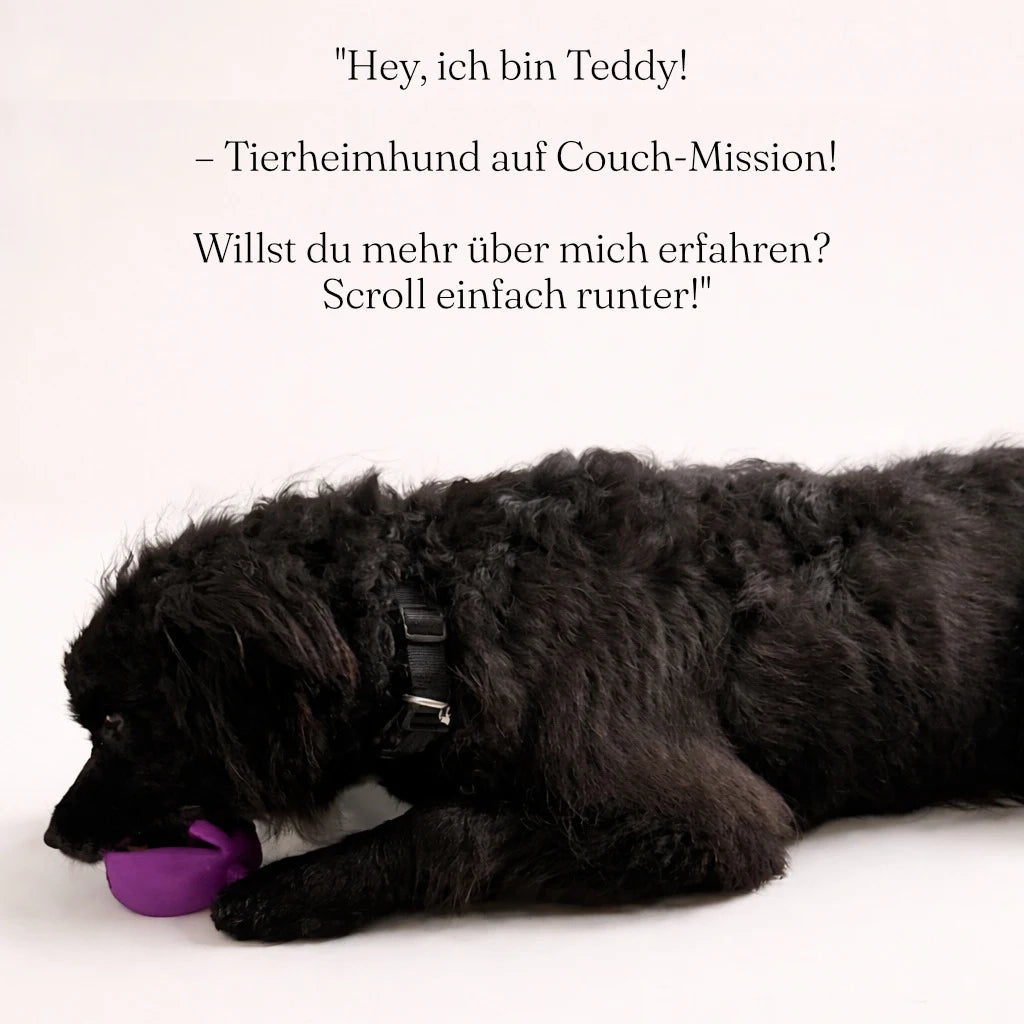 Hund kaut auf Naturlatex Hundespielzeug Piggy