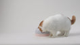 Load and play video in Gallery viewer, Video in dem zwei Katzen mit einem 3-in-1 Katzenspielzeug in Graublau und Rosé mit austauschbaren Spielmodi – Labyrinth, Kugelbahn und Jagdspiel spielen.
