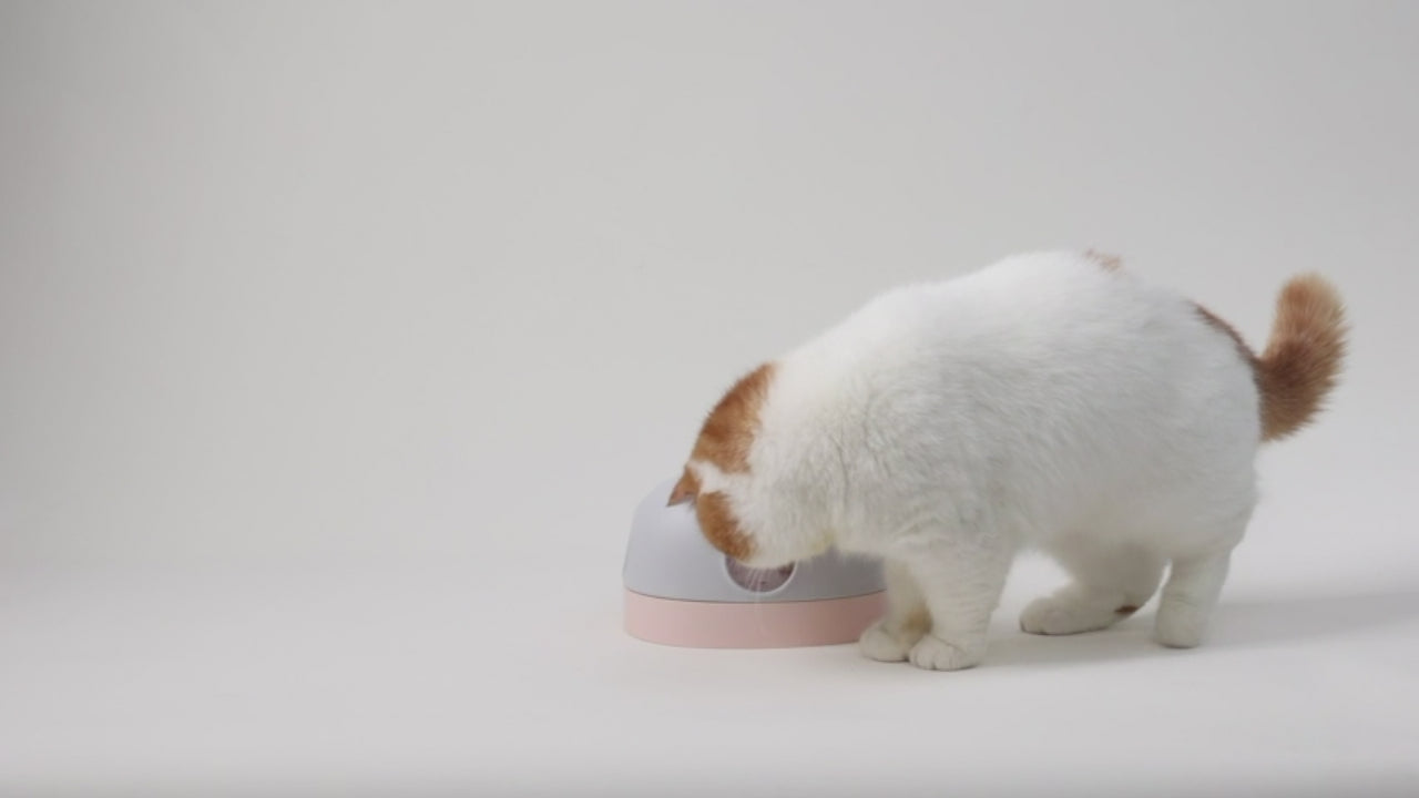 Video in dem zwei Katzen mit einem 3-in-1 Katzenspielzeug in Graublau und Rosé mit austauschbaren Spielmodi – Labyrinth, Kugelbahn und Jagdspiel spielen.