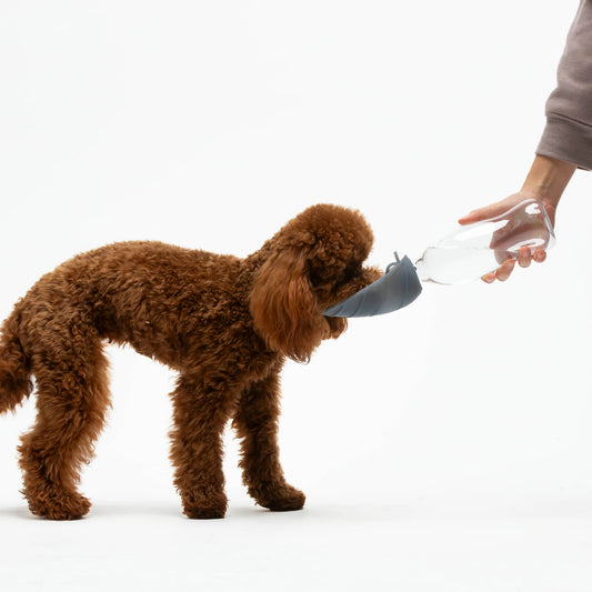 Hundetrinkflasche 500 ml – auslaufsichere Trinkflasche für unterwegs
