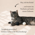 Load image into Gallery viewer, Tierheim-Katze spielt mit drei handgefilzten Wollbälle in Weiß, Hellgrau und Dunkelgrau – nachhaltiges, natürliches Katzenspielzeug aus Lettland.“
