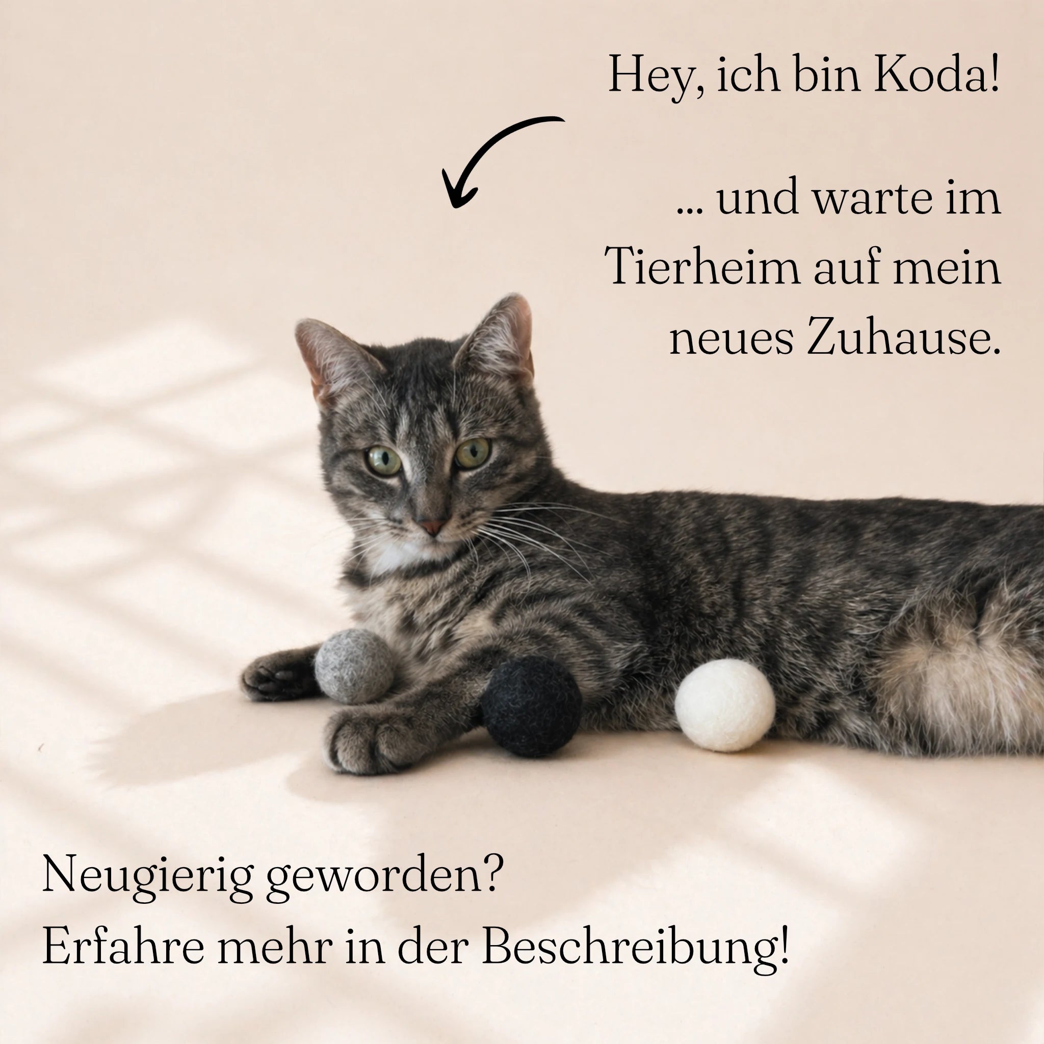 Tierheim-Katze spielt mit drei handgefilzten Wollbälle in Weiß, Hellgrau und Dunkelgrau – nachhaltiges, natürliches Katzenspielzeug aus Lettland.“