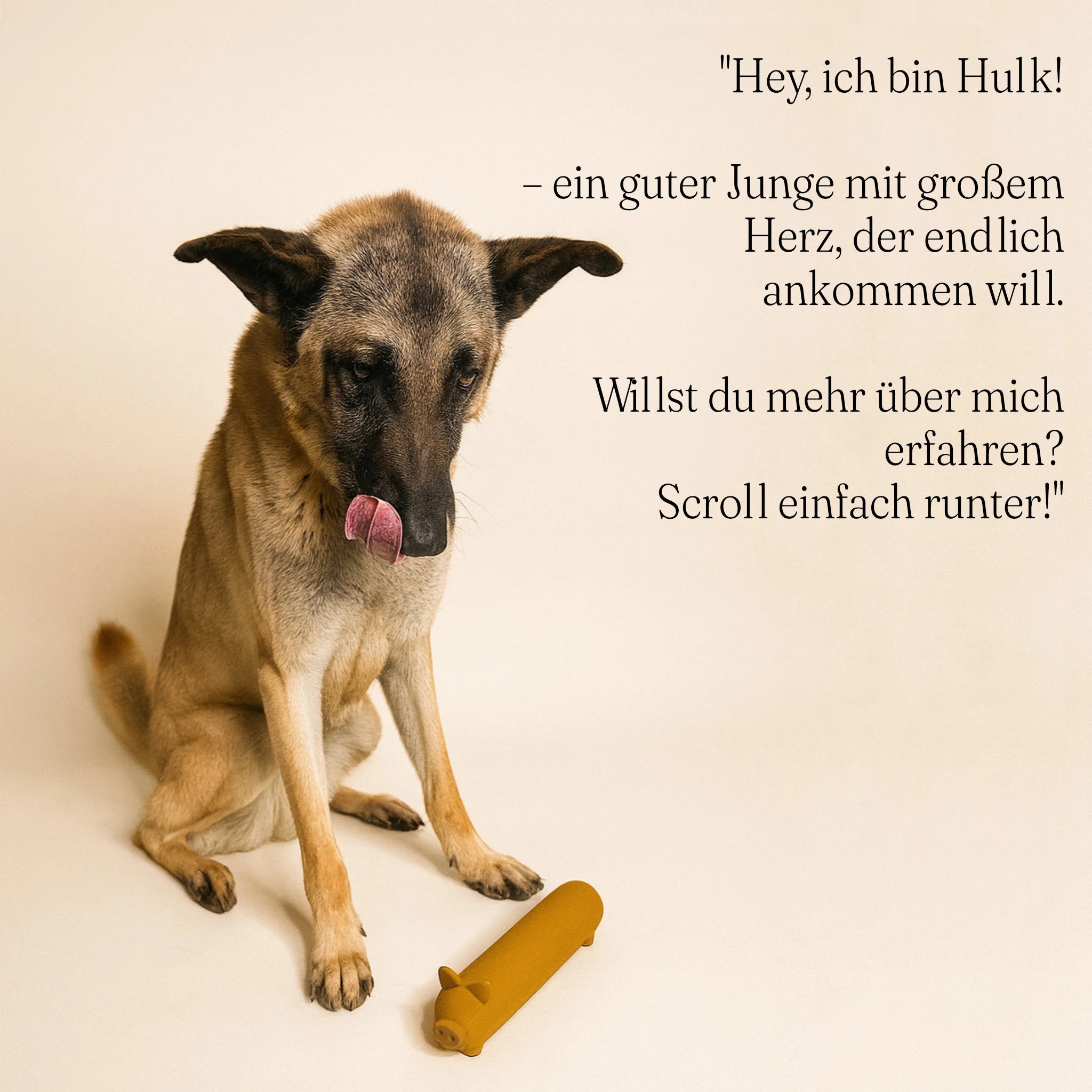 Tierheimhund spielt mit dem gelben Hundespielzeug „Wursty“