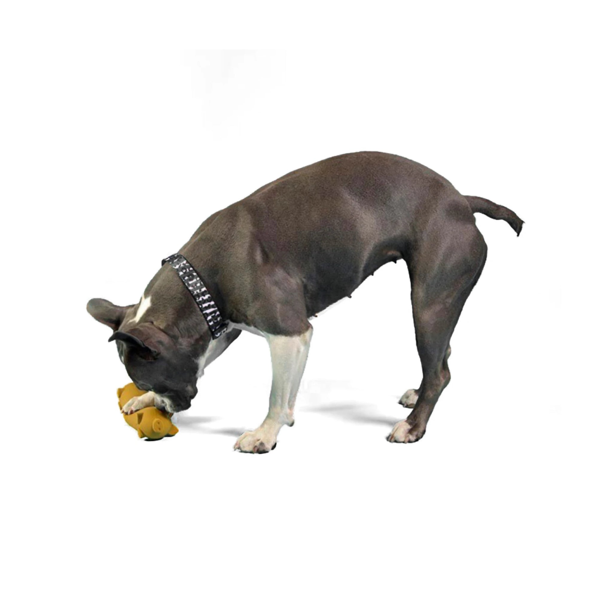 Hund spielt mit Hundespielzeug aus Naturlatex – leicht zu reinigen